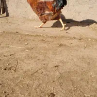 پنج خروس چاق و بزرگ|حیوانات مزرعه|سراب, |دیوار