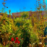 اجاره باغ ویلا استخر آبگرم شهرک گلستان سالن تولد|اجارهٔ کوتاهمدت ویلا و باغ|شیراز, شهرک گلستان شمالی|دیوار