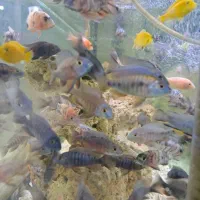 فروش انواع ماهیان اکواریومی