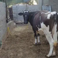 فروش گاو شیری بین ۳۰تا۳۵