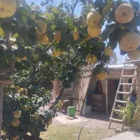 میوه به طبیعی