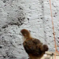 جوجه محلی کبابی|حیوانات مزرعه|سنگر, |دیوار