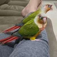 طوطی گرینجیک|پرنده|تهران, سید خندان (جلفا)|دیوار