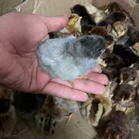 جوجه محلی|حیوانات مزرعه|بابل, |دیوار