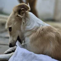 واگذاری رایگان سگ|سگ|آمل, |دیوار