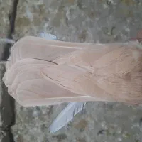 دمزرد|پرنده|رفسنجان, |دیوار