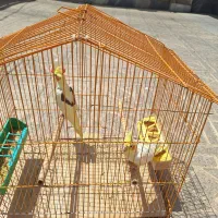 عروس هلندی مولد و جوجه