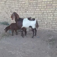 بز افغانی|حیوانات مزرعه|آران و بیدگل, |دیوار