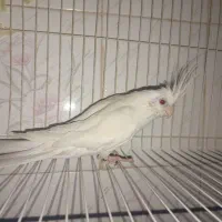 عروس هلندی نر و ماده مولد جفت
