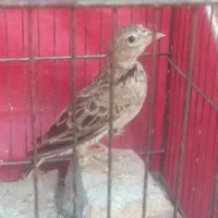 سهره خاکی نر قناری|پرنده|اهواز, آریاشهر|دیوار