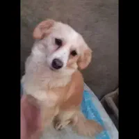 گمشده سگ اشمیتز با جلیقه لی