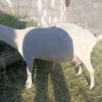 بز سانن شیری
