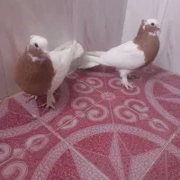 طوق زرد پرتقالی|پرنده|نوبندگان, |دیوار