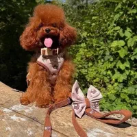 سگ پودل قهوه ی اورجینال