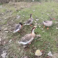 حیوانات مزرعه