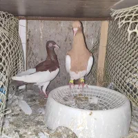 چندجفت کفترنروماده|پرنده|بندرعباس, |دیوار