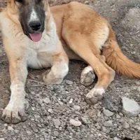 واگذاری ماده 7 ماهه دهن پاک گلگی|سگ|کاشمر, |دیوار