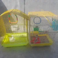 فنچ سالم سرحال