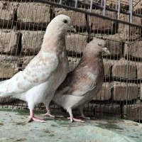 جوجه بعدازظهری بشرط|پرنده|قم, شهرک مهدیه|دیوار