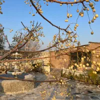 باغ|فروش خانه و ویلا|اصفهان, براآن شمالی|دیوار