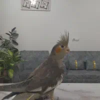 طوطی عروس هلندی سینامون|پرنده|شوشتر, |دیوار