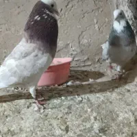 کفتر هما|پرنده|شاهنجرین, |دیوار