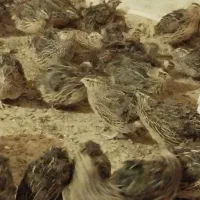 جوجه بلدرچین و بالغ و تخم|حیوانات مزرعه|بردسکن, |دیوار