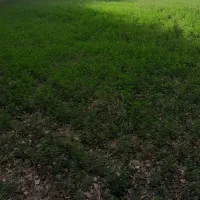 باغ در روستای گورانسراب