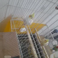 دو جفت عروس هلندی به شرط به همراه جوجه|پرنده|تربت جام, فاز ۱ فرهنگیان|دیوار