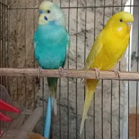 مرغ عشق