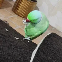 طوطی ملنگو.  ملنگو