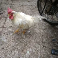 خروس‌سفیدخروس‌خونگی‌درشت‌جوان‌10ماهه