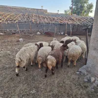 بره|حیوانات مزرعه|سراب باغ, |دیوار