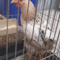 ۳ عددخروس ۴ ماه جوان