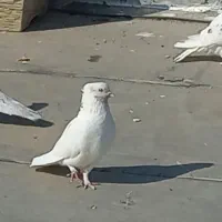 کفتر ،کبوتر، ماهرو اصیل نر نوک ریز