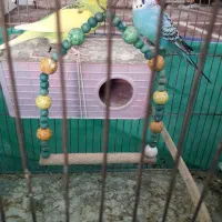 جفت‌مرغ‌عشق‌باتخم|پرنده|سنندج, |دیوار