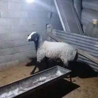 باسلام یک راس بره قوچ نر نژاد شال مست|حیوانات مزرعه|قزوین, |دیوار