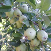 باغ با سند شش دانگ|فروش خانه و ویلا|صوفیان, |دیوار