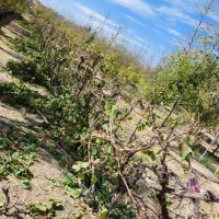 هرس و پیوند انواع درختان میوه ای|خدمات باغبانی و درختکاری|بیرجند, |دیوار