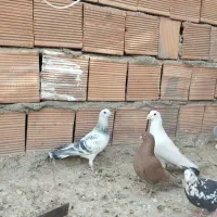 کفتر|پرنده|کرمان, |دیوار