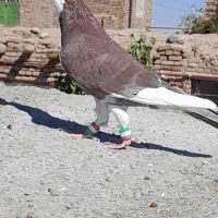 60000|پرنده|سبزوار, ابارش|دیوار