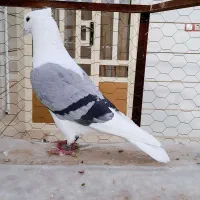 پرنده رنگی ۱۲۰ تا