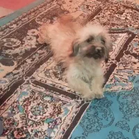 توله شیتزو