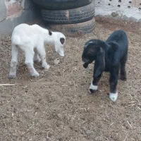 بزغاله|حیوانات مزرعه|آیسک, |دیوار