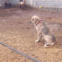 سگ عراقی ماده