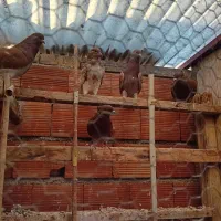 کبوتر تک پر پرشی