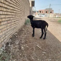 بره نر شاخی بسیار سالم بقیمت ۹۶۵۰تومن