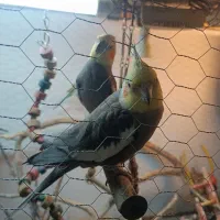 دو جفت عروس هلندی با لوازم کامل