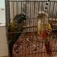 نرماده۱ساله گرینچیک.کارداده|پرنده|خمینی‌شهر, |دیوار