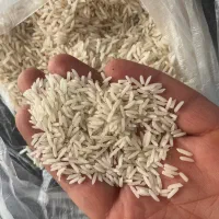 برنج صدری دم سیاه